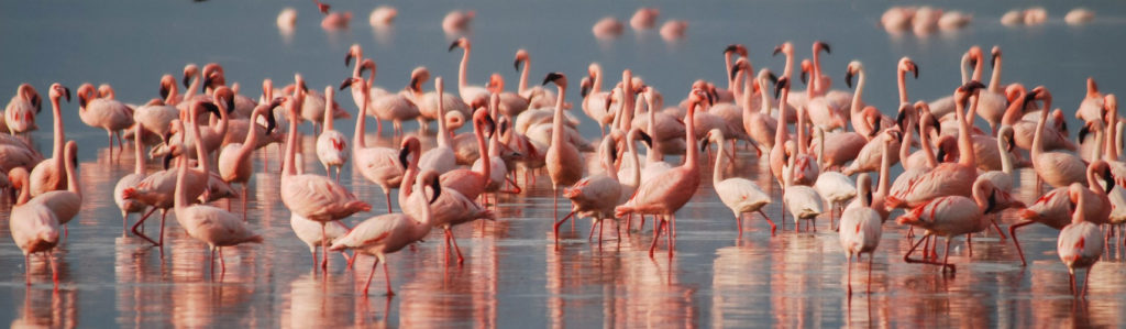 flamingo