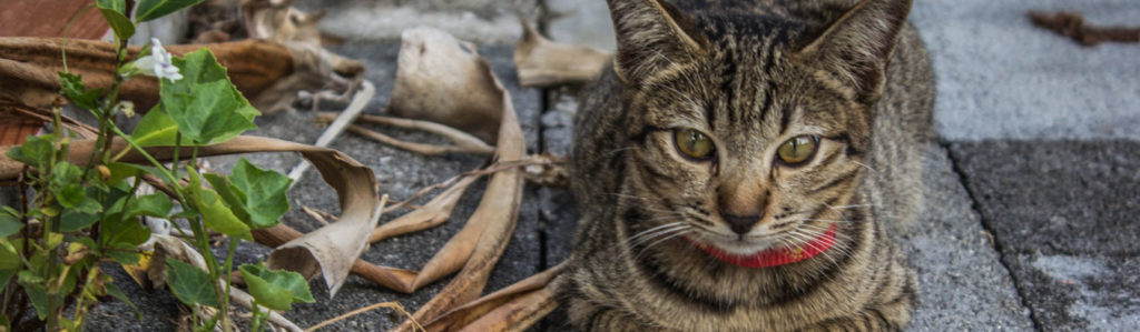 gatto