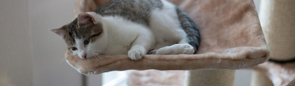 gatto