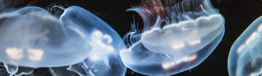 meduse