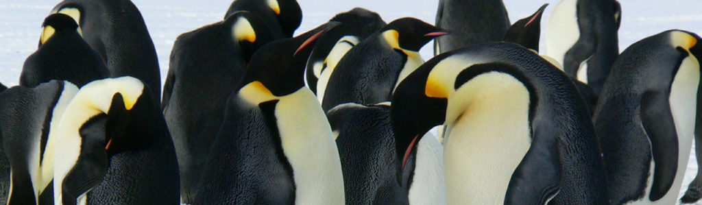 pinguino imperatore