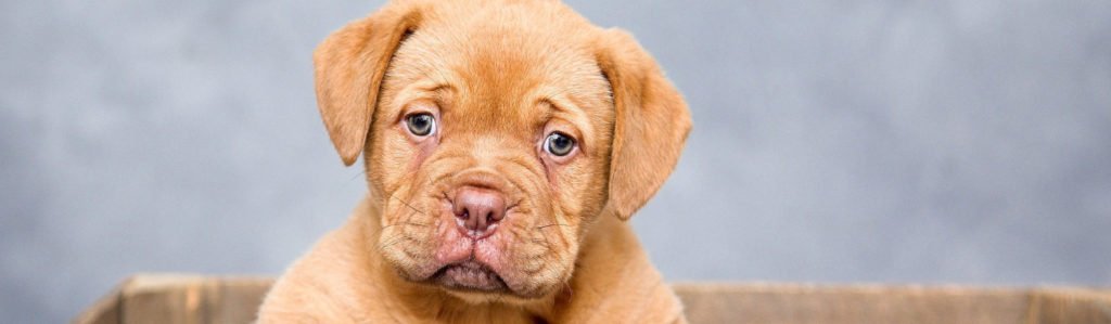 puppies