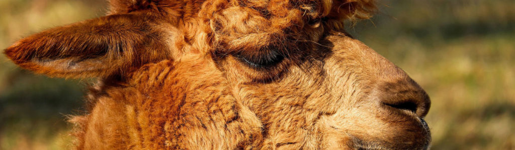 alpaca