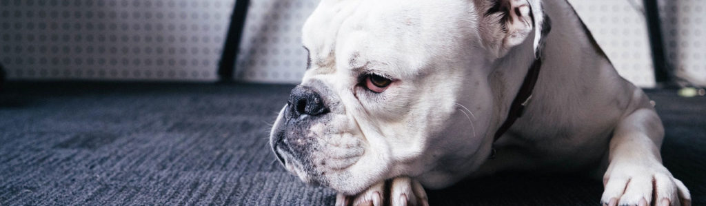 bulldog