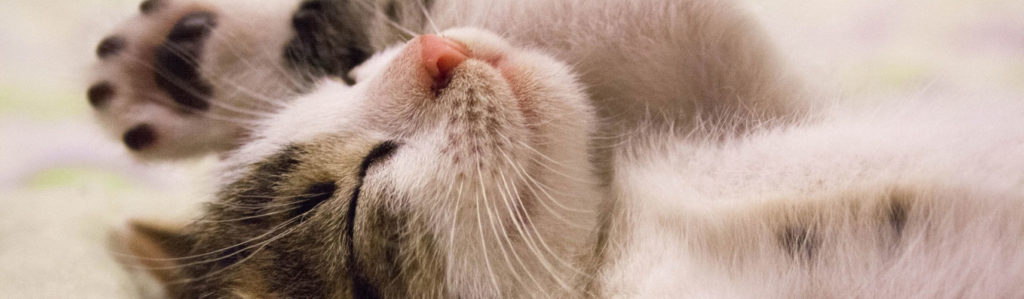 gatto