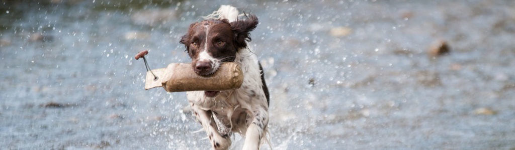sport_with_dog