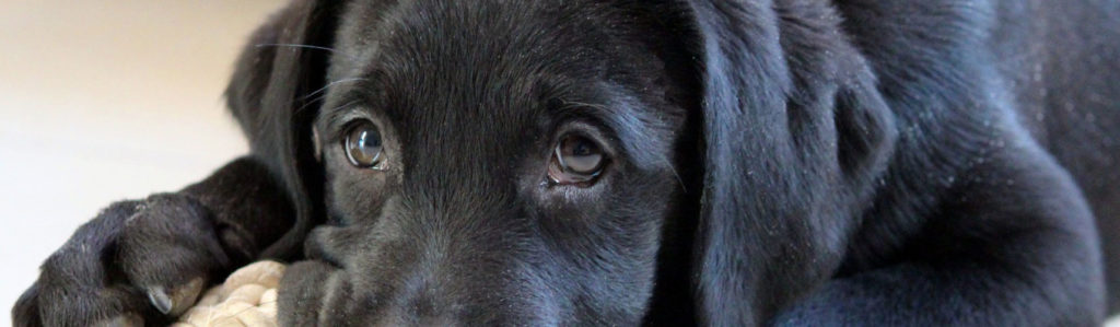 cucciolo