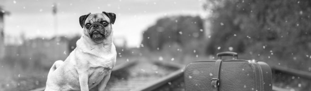 animali_in_viaggio