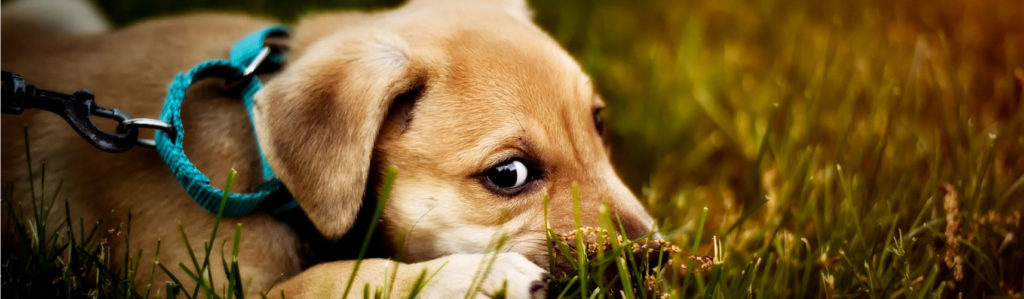 cane