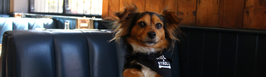 dog_bar