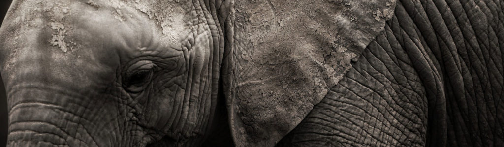 elefante