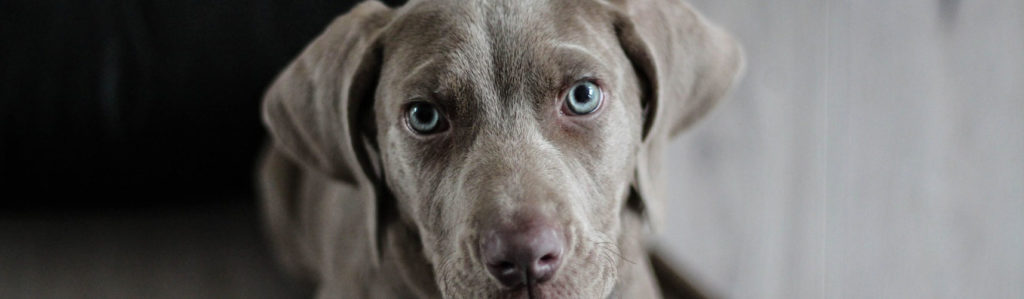 weimaraner