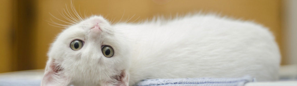 gatto_bianco
