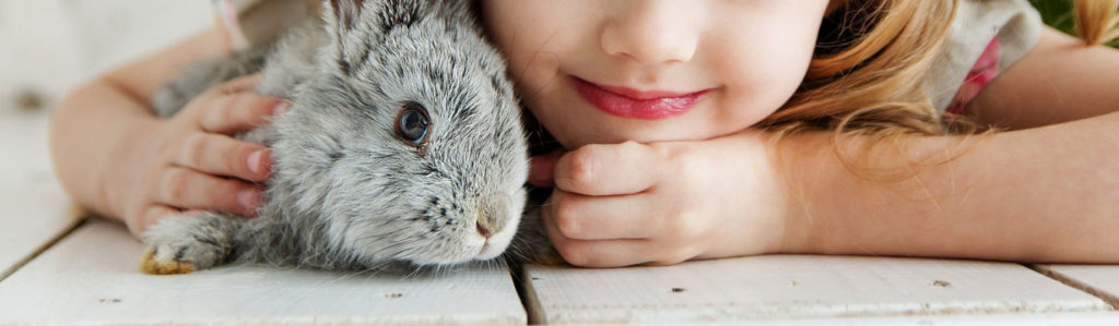 rabbit