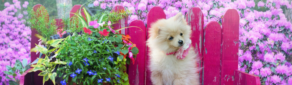 small_dog